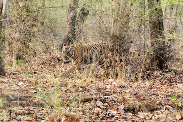 A sub-adult tiger cub walking on a forest track on a peak summer day inside Bandhavgarh National Park during a wildlife safari