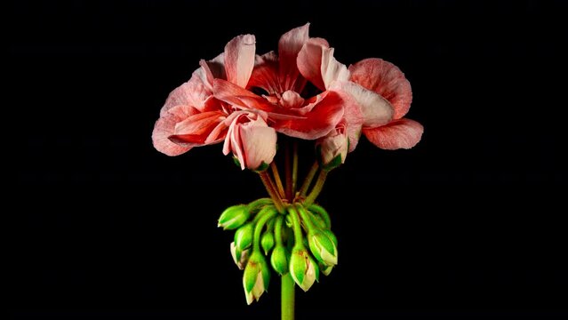 Rose Pelargonium Flowers Blooming in Time Lapse on a Black Background. Beautiful Neon Pink Geranium Blossoms