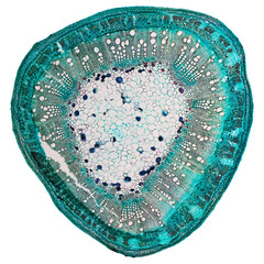 Cotton stem micrograph transparent PNG