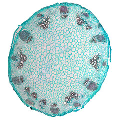 Heliansthus stem micrograph transparent PNG