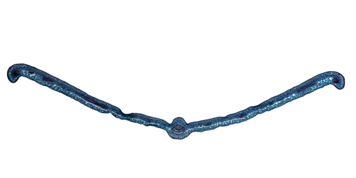Leaf micrograph transparent PNG