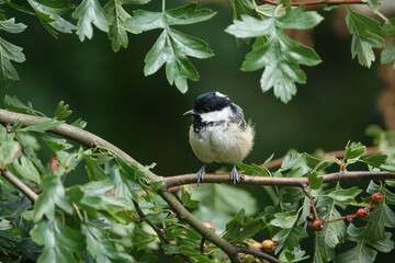 coal tit (Periparus ater) perched on branch of hawthorn tree