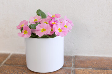 Obraz na płótnie Canvas Flowers primrose, primula vulgaris in a pot. They have various colors and can be used both as a balcony plant and bedding plant.