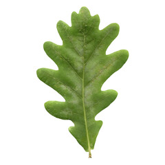 oak tree leaf transparent PNG - obrazy, fototapety, plakaty