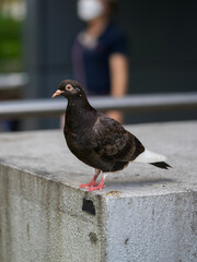 pigeon in the city