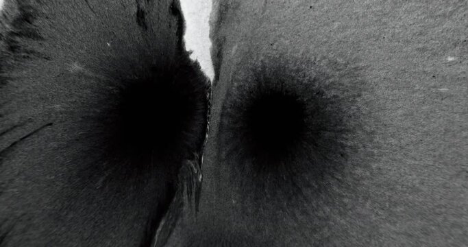 Ink water drop. Reveal transition overlay. Dirt splatter. Black dye blotch flow motion on white grain texture abstract free space background.