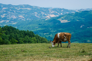 Plakat Una mucca pezzata marrone e bianca bruca in un campo lungo la Via degli abati, cammino che parte da Pavia e arriva a Pontremoli
