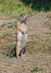 Naklejka na ściany i meble Gopher is standing on its hind legs on the grassy field and looking around