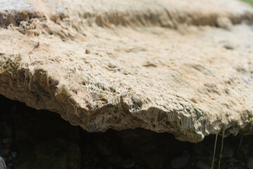 close up of dried moss on rock by the lake