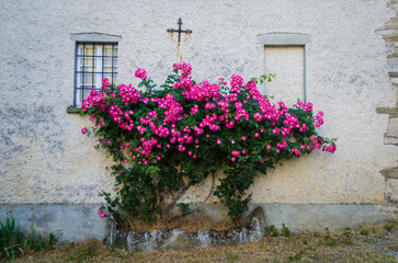 Fototapeta na wymiar Un arbusto di rose cresce sul muro bianco di una casa di campagna fra due finestre