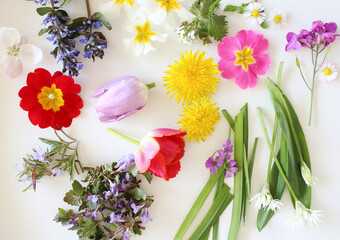 Edible plants collection isolated on white background.