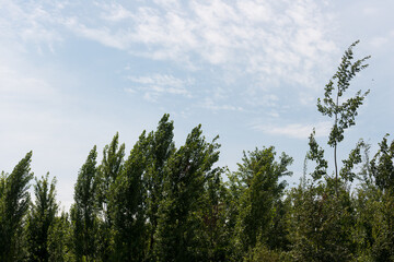 Obraz na płótnie Canvas trees and sky by the lake