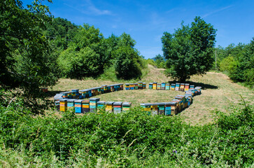 Le arnie per le api e la produzione del miele circondate dagli alberi in una radura di una collina 