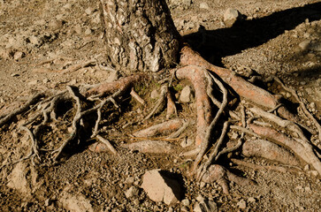 Trunk and roots of Canary Island pine Pinus canariensis. The Nublo Rural Park. Tejeda. Gran Canaria. Canary Islands. Spain.