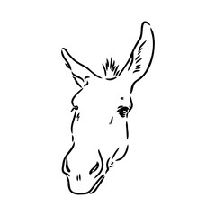 Fototapeta na wymiar Vector illustration of hand drawn donkey, isolated on white background. Farm animals collection.
