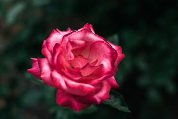 One pink roses in the garden.