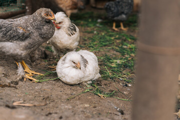 Chickens on the farm yard lifestyle image. Farming house keeping. Animal farm. Chicken.