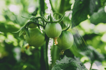 Tomatoes. Green tomatoes plants growing in garden
