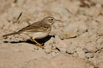 Obraz premium Berthelot's pipit Anthus berthelotii calling. The Nublo Rural Park. Tejeda. Gran Canaria. Canary Islands. Spain.