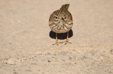 Berthelot's pipit Anthus berthelotii. The Nublo Rural Park. Tejeda. Gran Canaria. Canary Islands. Spain.