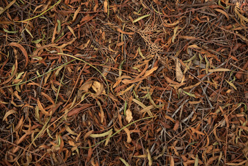 Pile of dry grass