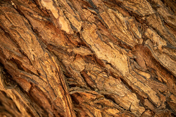 Dry bark of tree