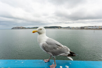 A Herring gull Larus argentatus stands guard on llandudno pier in noth wales waiting to rob...