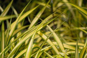 Green leafs on blurred background in garden