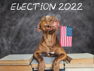 United States Elections. Lovable, pretty dog holding an American Flag. Closeup, indoors. Studio...