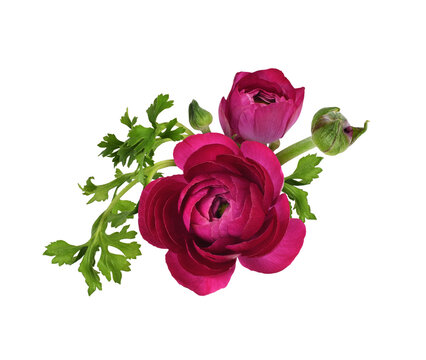 Pink ranunculus flowers and leaves in a floral arrangement isolated