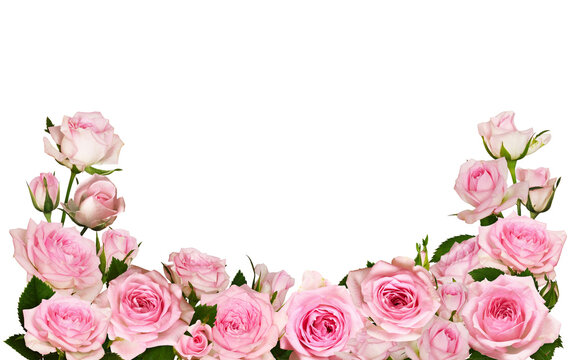 Pink rose flowers in a border arrangement isolated on white