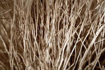 Macro background of natural sponge that looks like roots