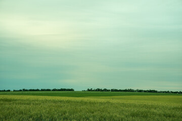 steppe before rain.wheat. cloudy weather