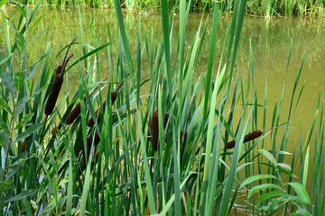Obraz premium bunch of reeds on the edge of green pond, close-up
