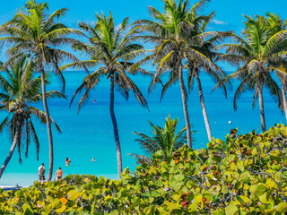 Beautiful tropical natural beach and forest panorama Contoy island Mexico.