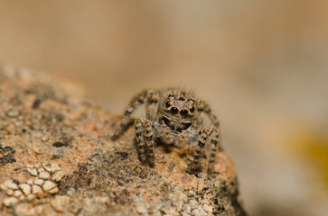 Female jumping spider Aelurillus lucasi. The Nublo Rural Park. Tejeda. Gran Canaria. Canary Islands. Spain.