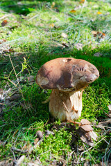 chanterelle mushrooms on wooden background