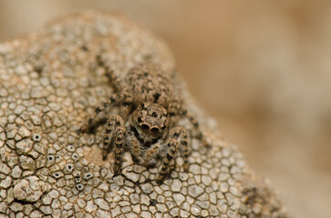 Female jumping spider Aelurillus lucasi. The Nublo Rural Park. Tejeda. Gran Canaria. Canary Islands. Spain.
