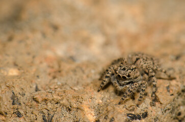 Female jumping spider Aelurillus lucasi. The Nublo Rural Park. Tejeda. Gran Canaria. Canary Islands. Spain.
