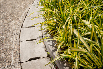 Green leafs on blurred background in garden