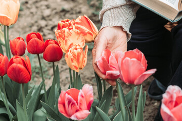 Elderly woman hand picking fresh tulips from the garden