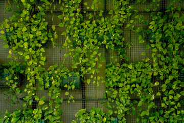 Natural background of the wall with green leaves