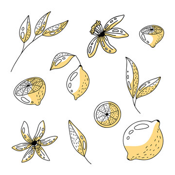 Vector images set of different hand drawn lemons, lemon leaves and flowers