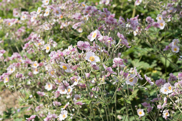 Obraz premium anemone flowers in the garden