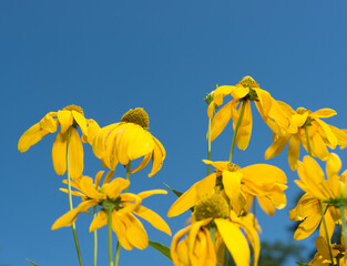 rudbeckia laciniata or cutleaf coneflower on a blue sky