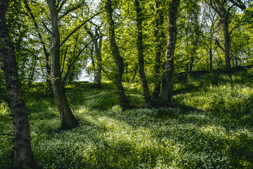 Lush green forest with white flowers in Ardennes, France