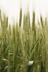 rye in the rain. harvest. drizzle.