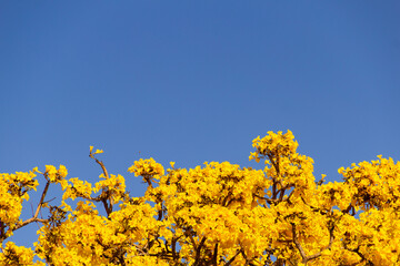 Ipê florido amarelo. Detalhes de ramos de ipê amarelo com céu azul ao fundo. Handroanthus albus.