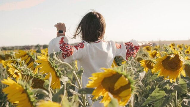 Portrait of a beautiful Ukrainian woman in an embroidered shirt walking in a field with sunflowers at sunset, slow motion