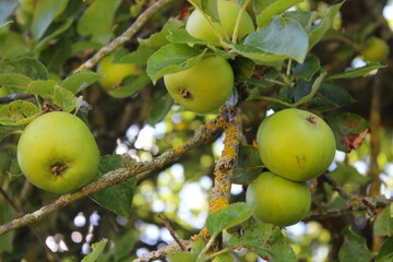 Apples growing on a tree